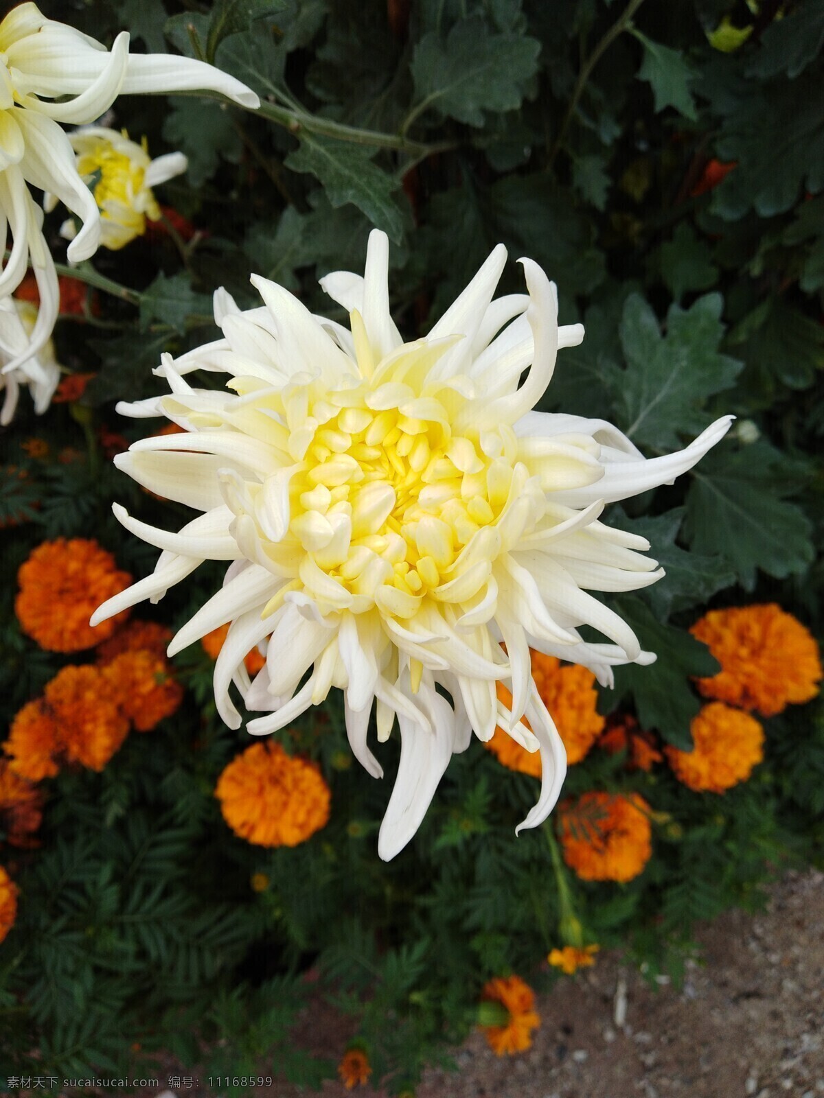 白菊花 白色小花 白色菊花 非洲菊 红色花 鲜花 花朵 蝴蝶 黄菊花 黄色小花 黄色菊花 生物世界 花草