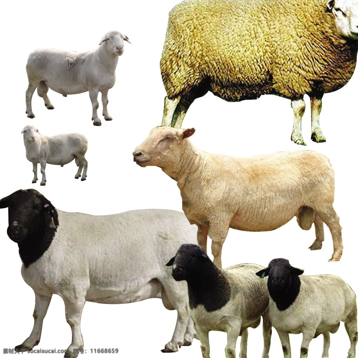 杜泊绵羊 扣好的图 杜泊绵羊素材 扣好的羊 黑头杜泊绵羊 分层