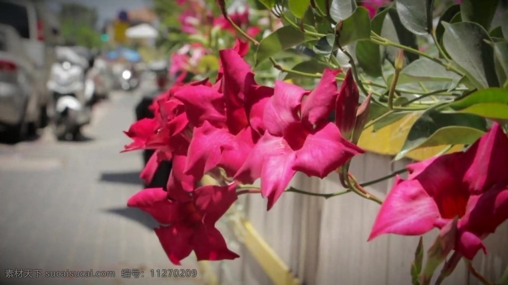 视频 实拍视频 视频素材 花朵 花卉 元素 特写 花卉视频 栅栏