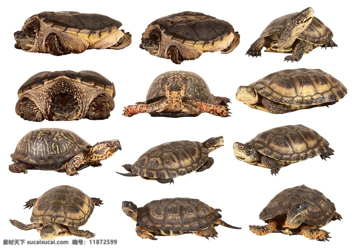 乌龟 龟 金龟 草龟 山龟 泥龟 分层 源文件