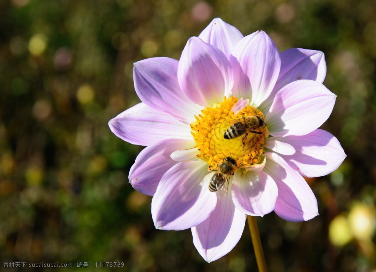 昆虫 特写 花粉 植物 花丛 蜜蜂采蜜 蜂鸟 花 生物世界 花草