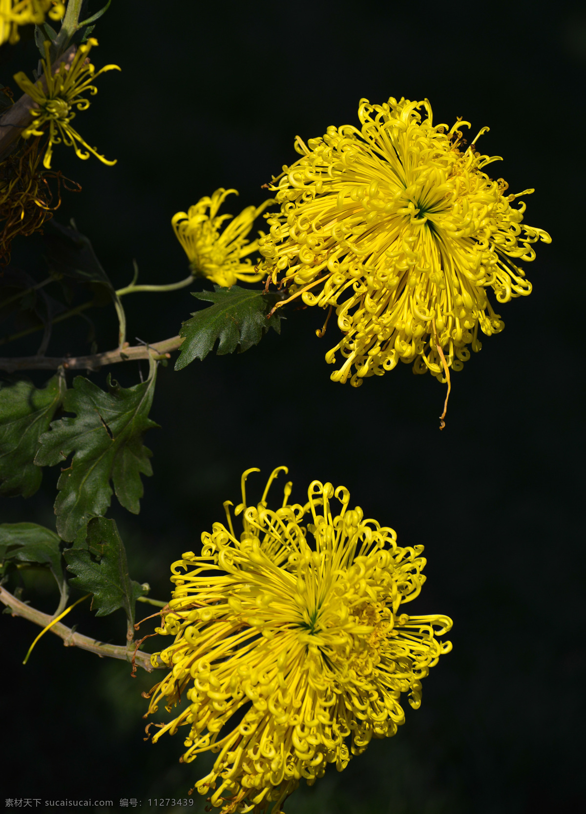 黄菊花 绿叶 花朵 花径 菊花 黑背景 菊花朵朵 生物世界 花草 黑色