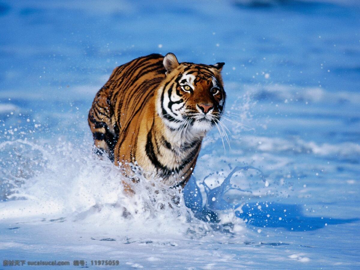 水中老虎 水 河流 浪花 浪 蓝色 老虎 王者 奔跑 野兽 水中奔跑 老虎奔跑 老虎进攻 攻击 霸气 森林之王 共享素材 生物世界 野生动物