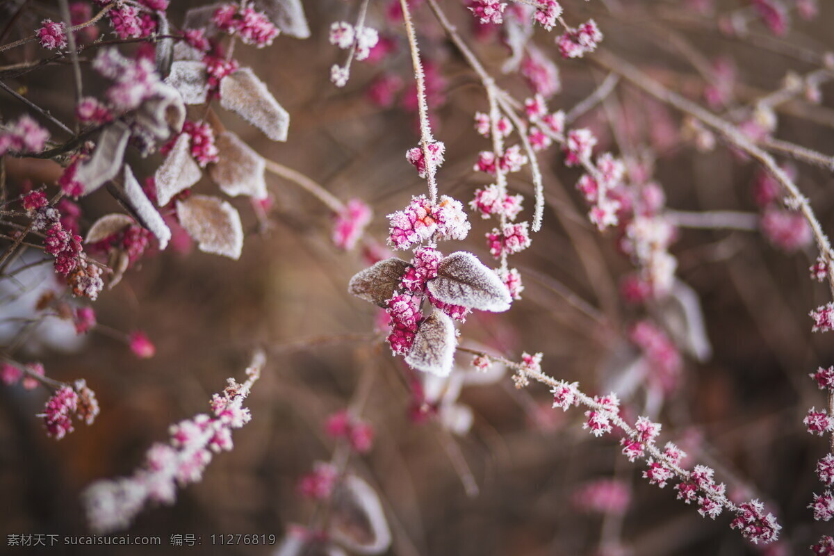 冬天 结 霜 树枝 高清 结霜 霜冻 霜结 雪花