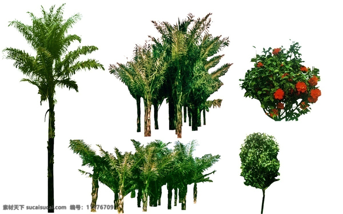 花草 树林 园林景观 分层 效果图 砂糖椰子树 山茶花 山玉兰 椰子 树 源文件 绿色 白色