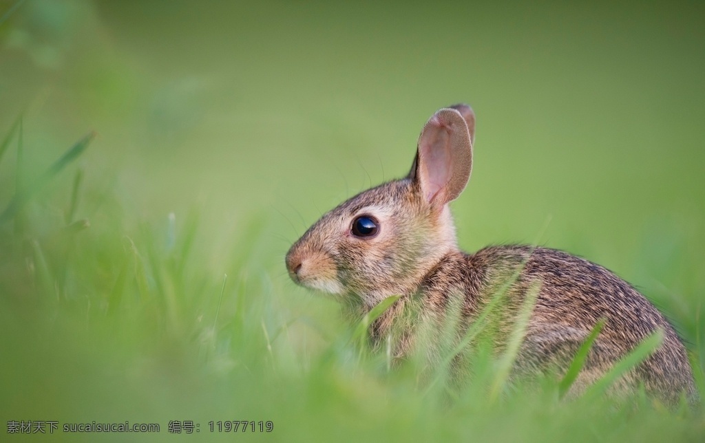 兔子图片 兔子 野兔 灰兔 哺乳动物 草原兔 长耳朵 毛绒绒 动物 生物世界 野生动物