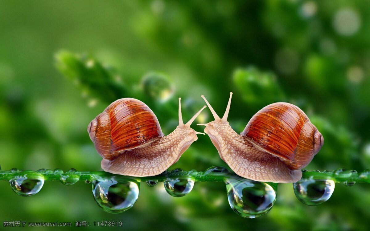 蜗牛 小蜗牛 小动物 昆虫 水蛭 小虫子 小房子 巨型蜗牛 蠕形动物 生物世界