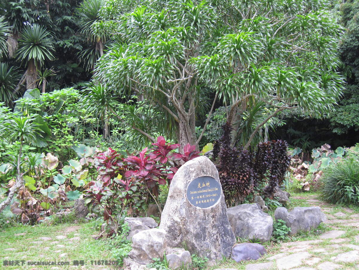 龙血树 西双版纳 植物园 热带雨林 树木树叶 生物世界