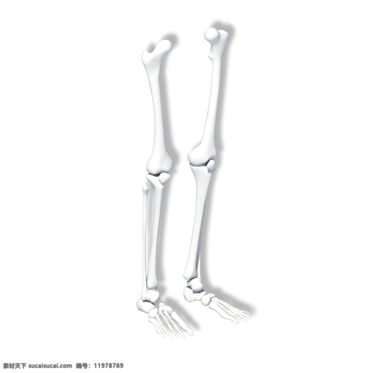 人体 下肢 骨骼 模型 腿骨 骷髅 医学