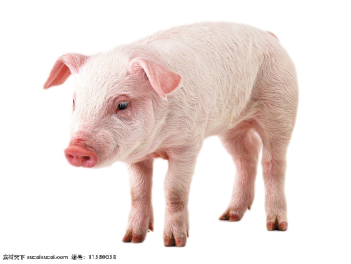 只 小 猪 家畜 猪素材 猪图片 畜类 兽类 psd源文件