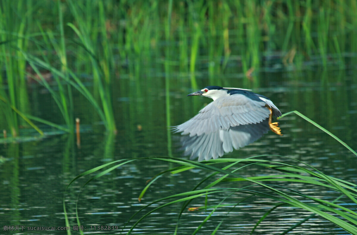 水鸟 湿地苇塘 夜鹭 飞鸟 湿地 夜鹭飞翔 苇塘 湖水 湿地飞鸟 鸟类 生物世界