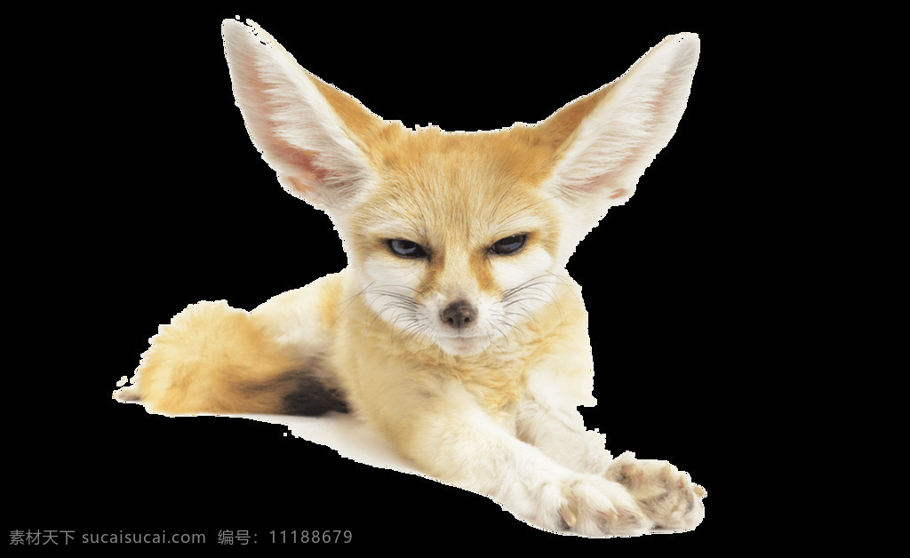 趴 地上 耳廓 狐 免 抠 透明 耳廓狐