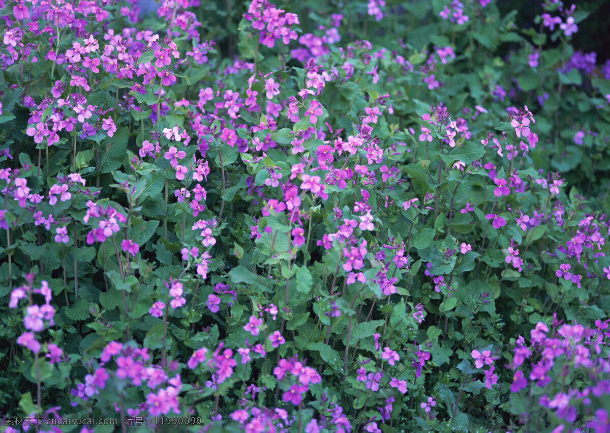 神秘 紫色 花丛