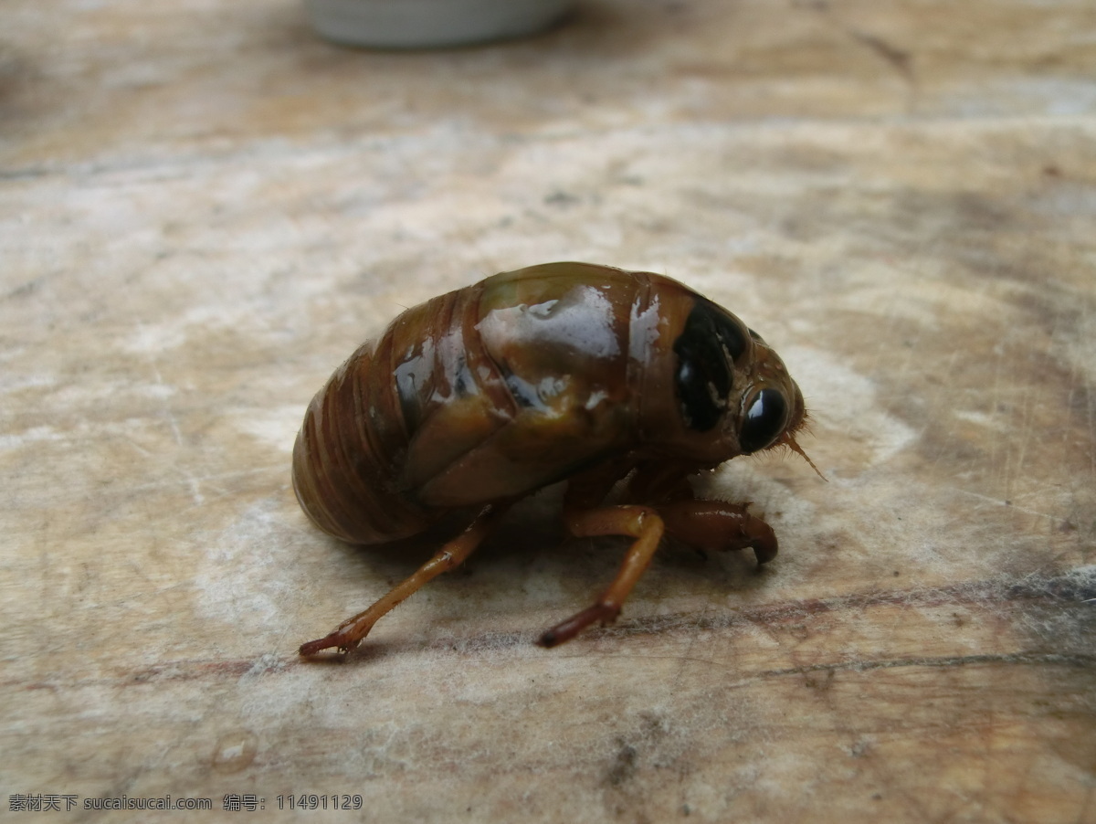 知 幼虫 动物 昆虫 生物世界 夏季 知了 知了的幼虫