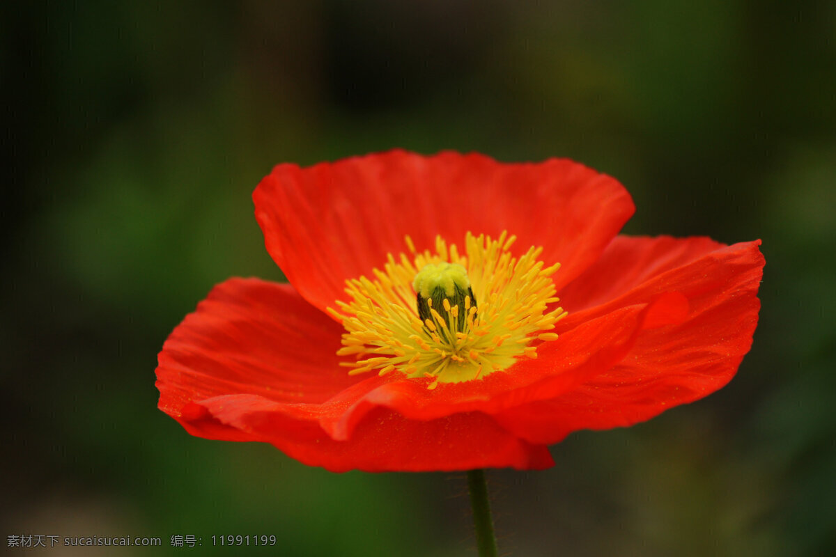 红色 虞美人 高清 鲜花 花卉 花朵 花草