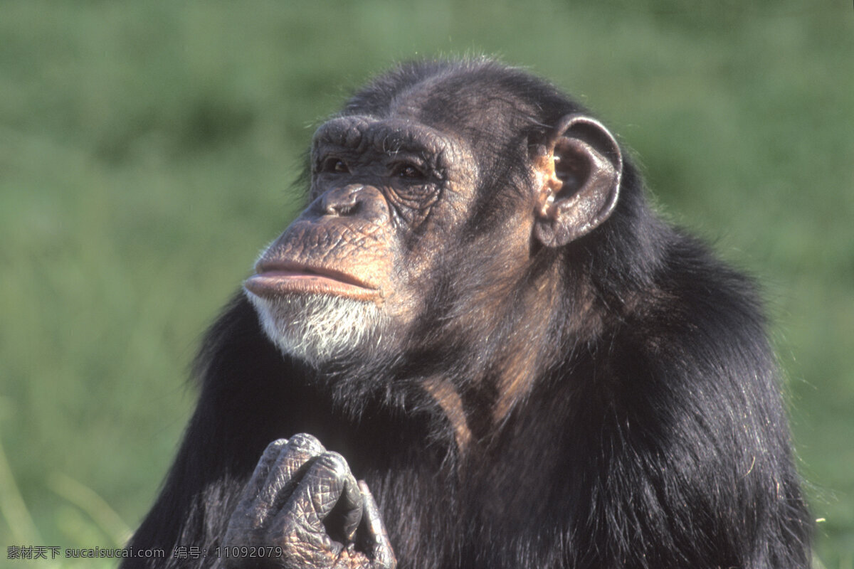 大猩猩 黑猩猩 野生动物 动物世界 摄影图 陆地动物 生物世界