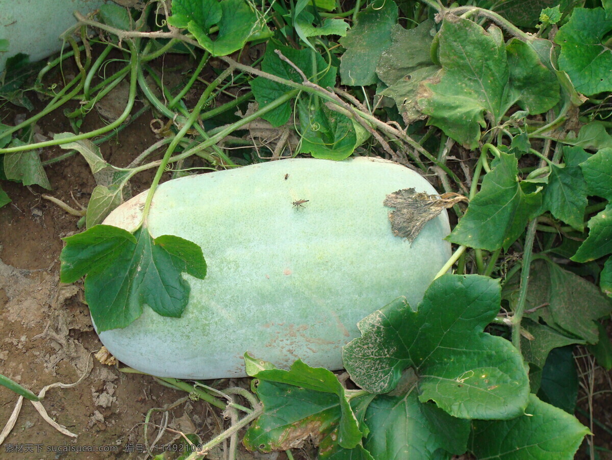 冬瓜 农家 有机食品 蔬菜 生物世界