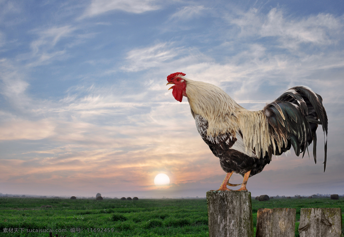 清晨 打鸣 公鸡 美丽风景 草原风景 鸡 家禽动物 鸡摄影 陆地动物 生物世界 灰色