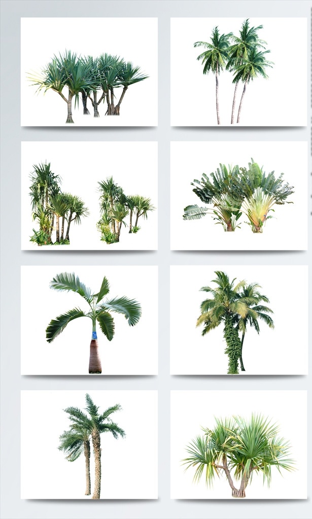 椰子树素材 椰子树 椰子树免扣 树木 树 树木素材 树素材 绿植 树木免扣 树免扣 高大树 绿树 道路树木 分层