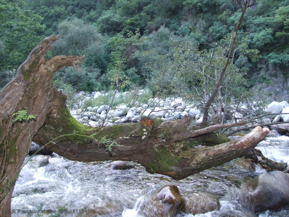 支撑 生命 顽强 枯树 新枝 急流 山石 树林 自然景观 山水风景 摄影图库