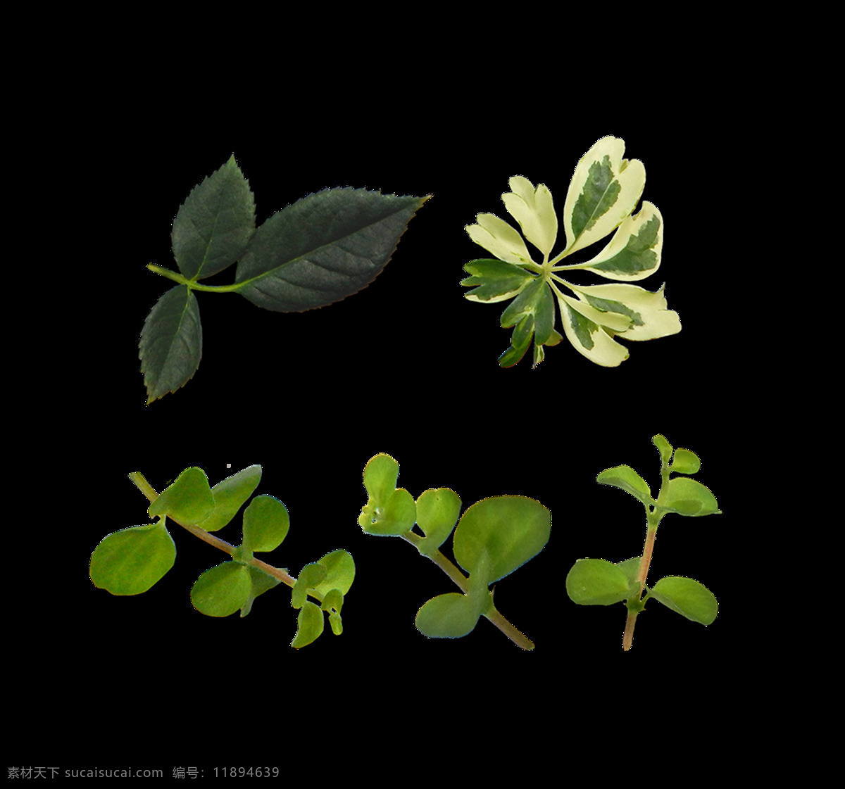 清新 绿色 树叶 元素 绿色树叶 植物 免扣 透明元素