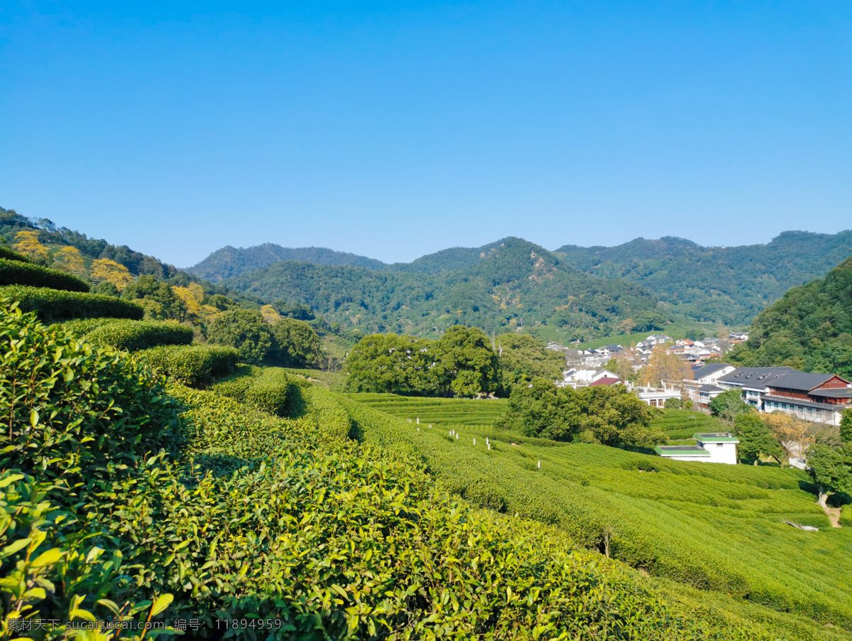 茶园 杭州 梅家坞 茶树 蓝天 龙井茶 乡村 农家乐 茶庄 喝茶 西湖景区 自然景观 自然风景