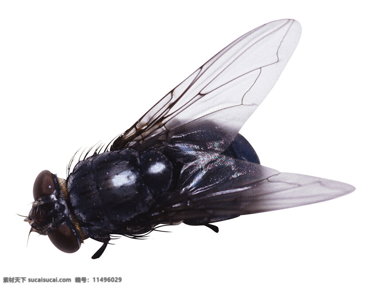 昆虫之苍蝇 甲虫 昆虫 生物世界 苍蝇 小虫子 动物 其他生物 动物百科 摄影图库 白色