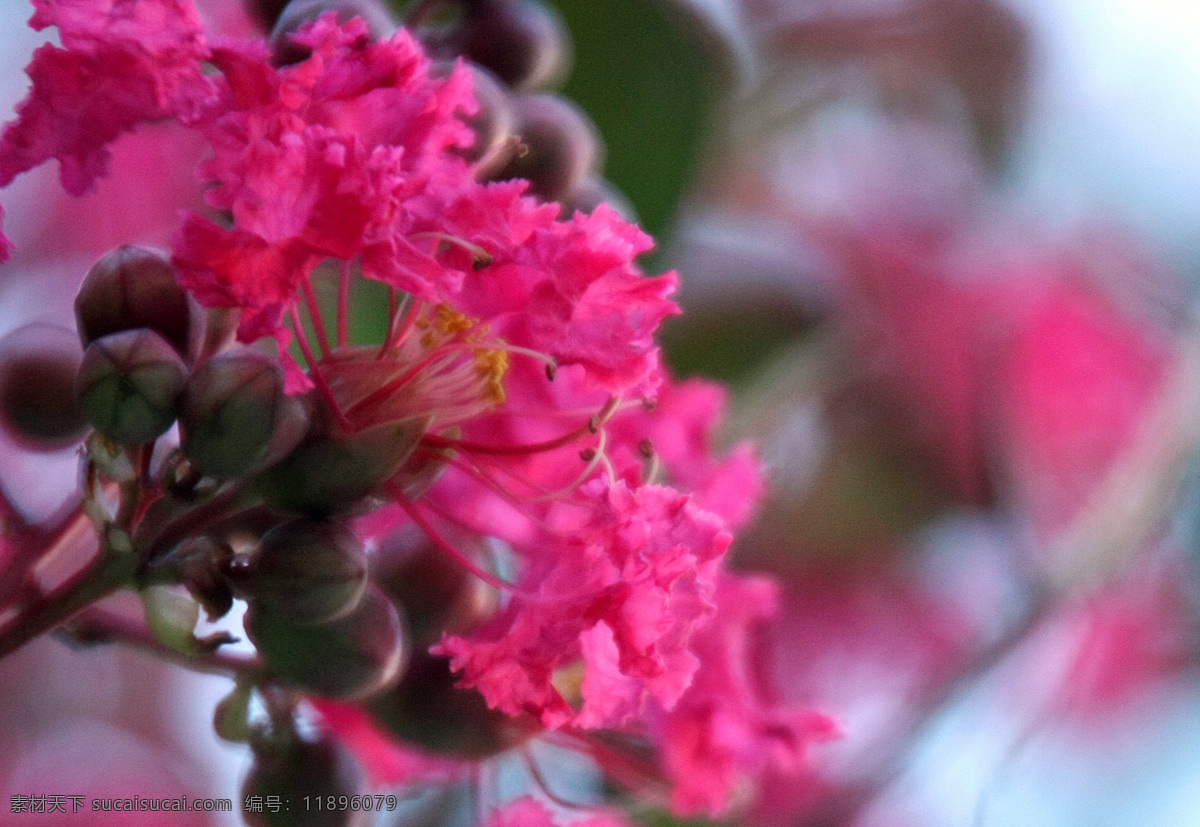 紫薇 紫薇花 红花 花草 生物世界