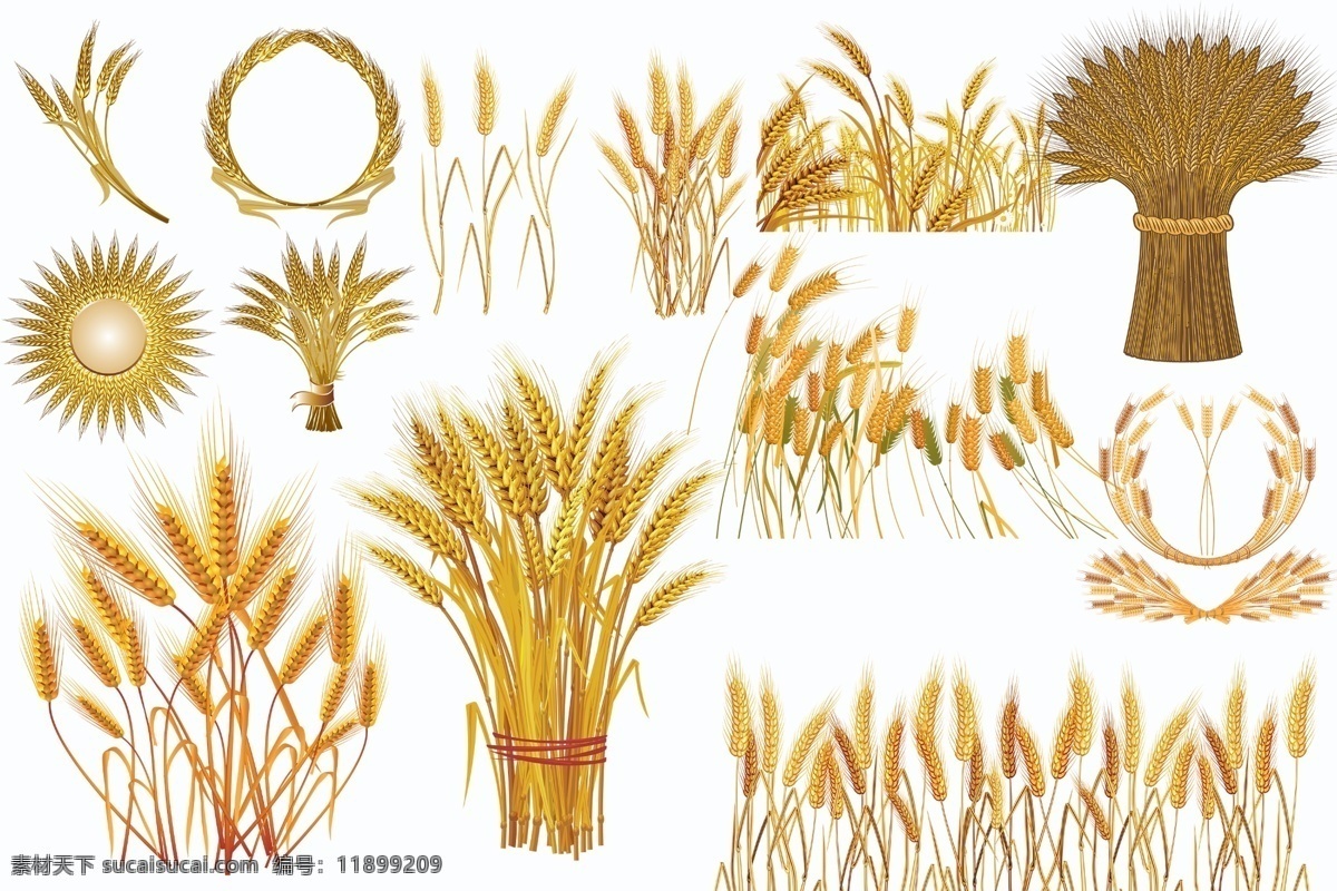 麦子图片 透明素材 png抠图 麦子 稻子 麦苗 小麦 大麦 农作物 粮食 勤劳的人民 植物 植物素材 粮食作物 金黄稻谷