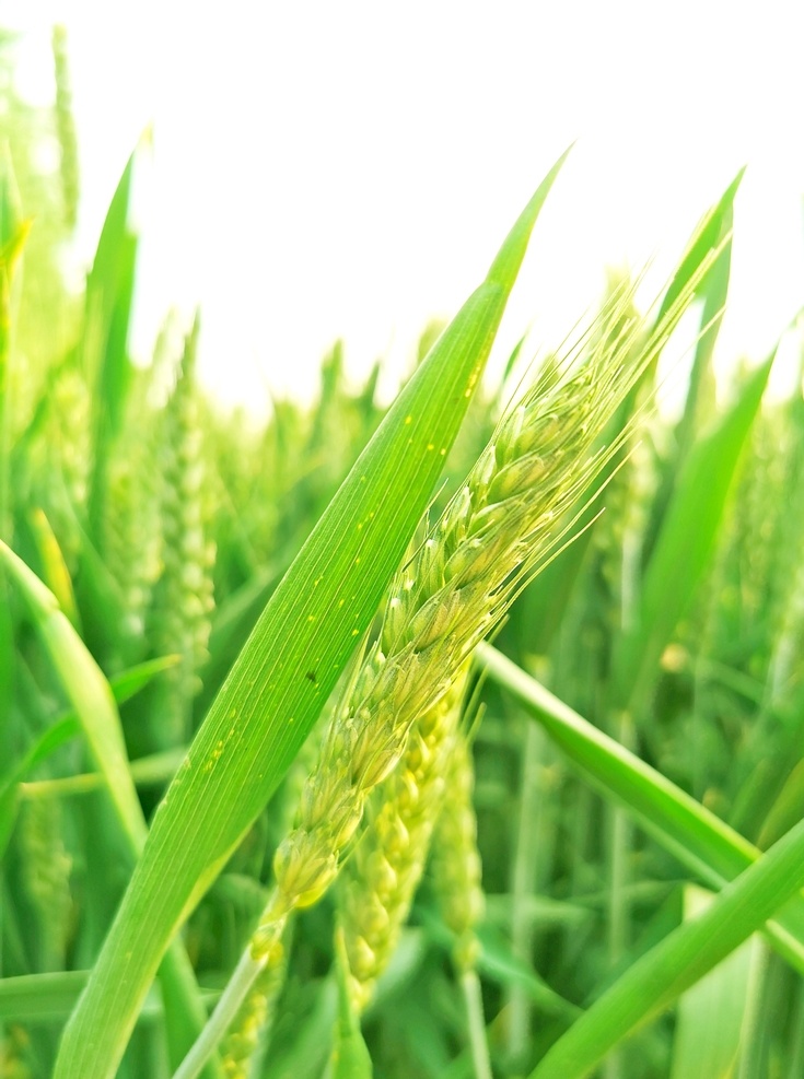 麦子 小麦 麦穗 小满素材 麦田 摄影图片 生物世界 花草