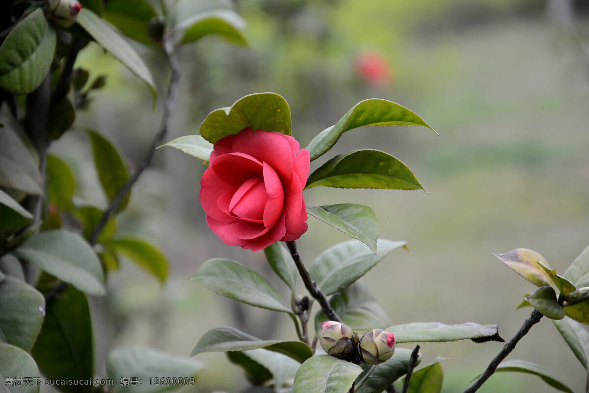 茶花 花卉 红花 绿叶 花草 生物世界