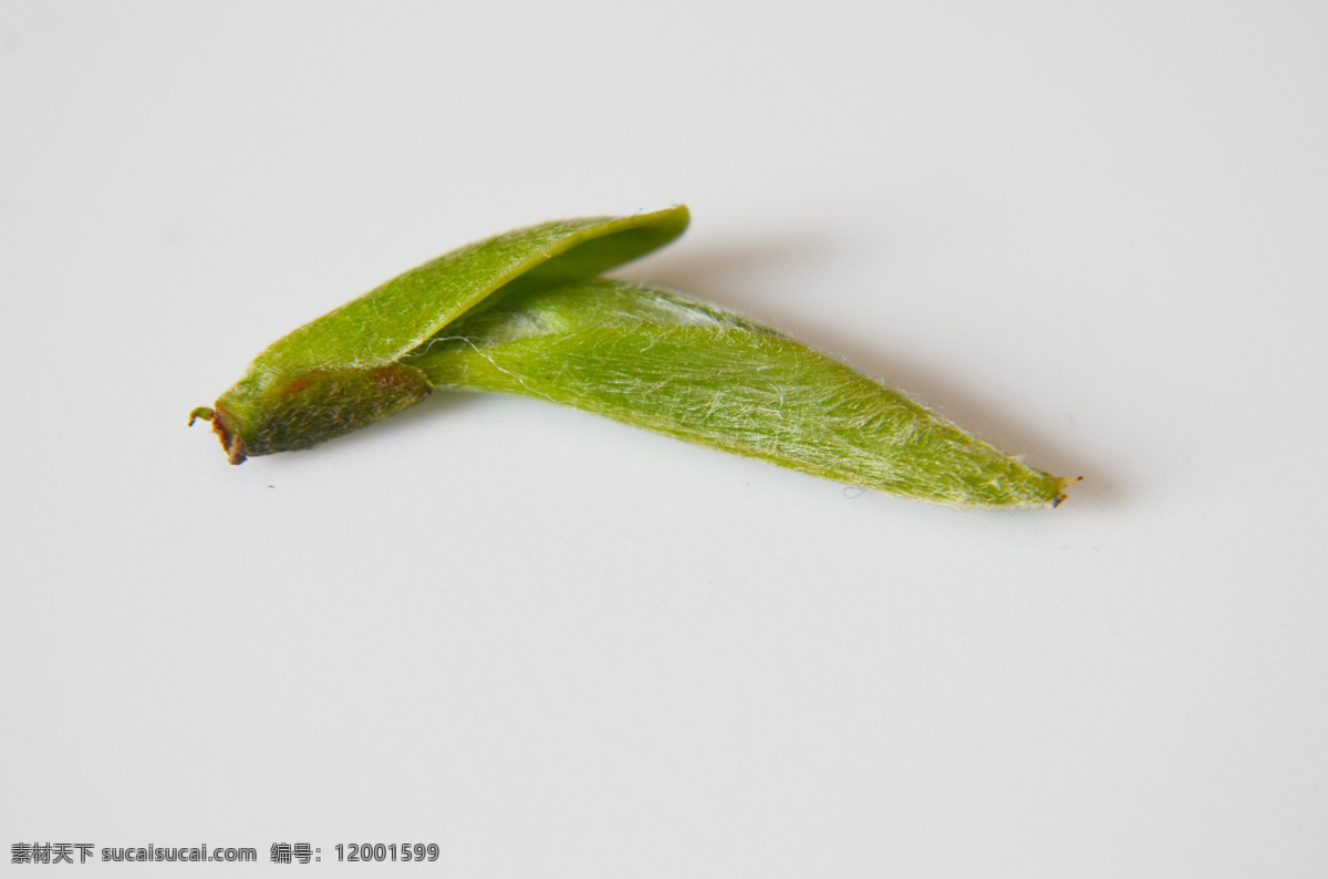 茶芽 白茶 春茶 白毫银针 福鼎 摄影作品 餐饮美食 食物原料