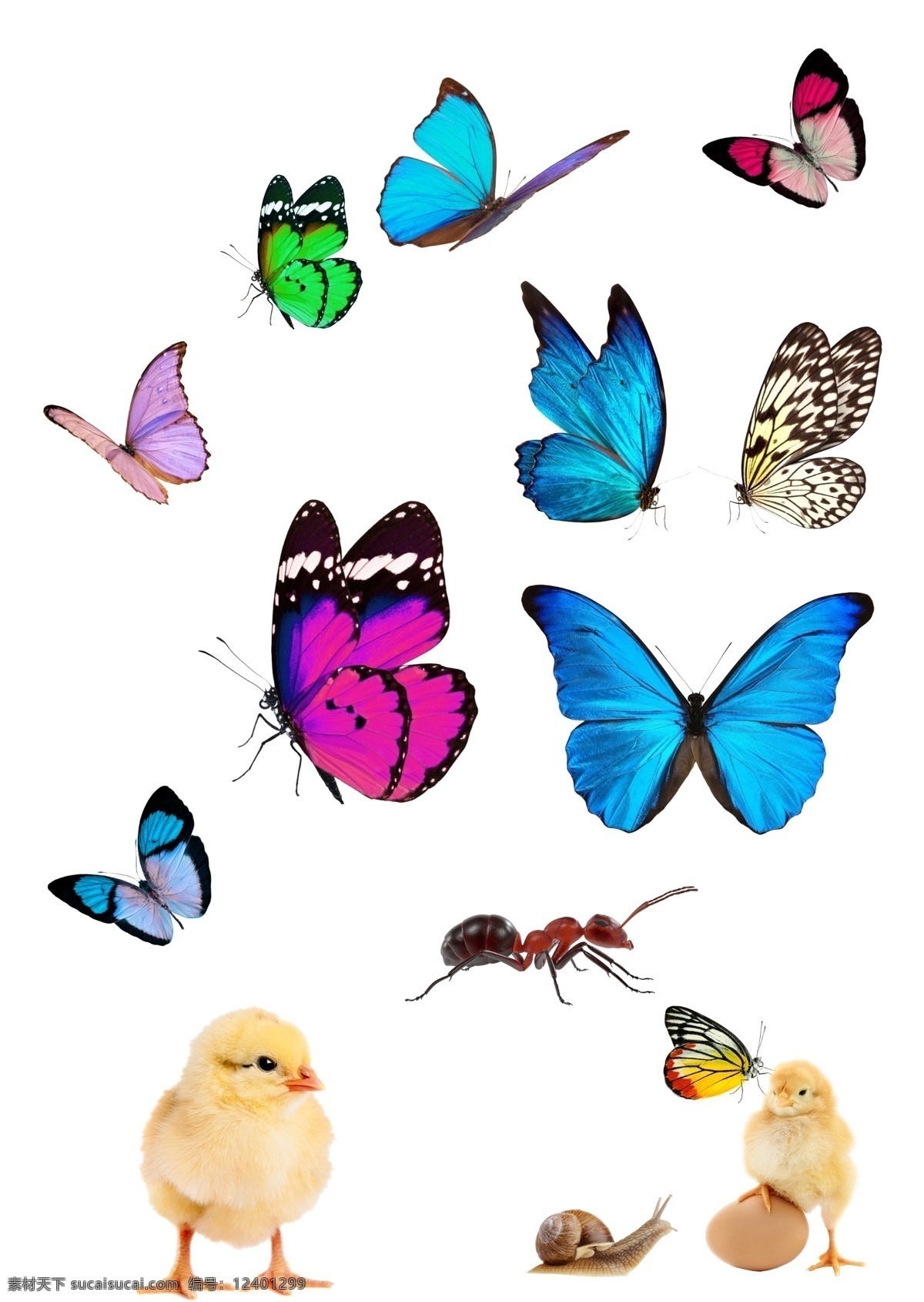 蝴蝶 分层 图 蚂蚁 小鸡 雏鸡 蜗牛 鸡蛋 分层图 春天素材 小蝴蝶 昆虫 抠图 生物世界