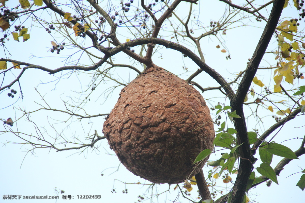 马蜂的家 生物界 昆虫 马蜂巢 马蜂窝 树上马蜂巢 树枝 晴朗天空 椭圆形 枝干 生物世界