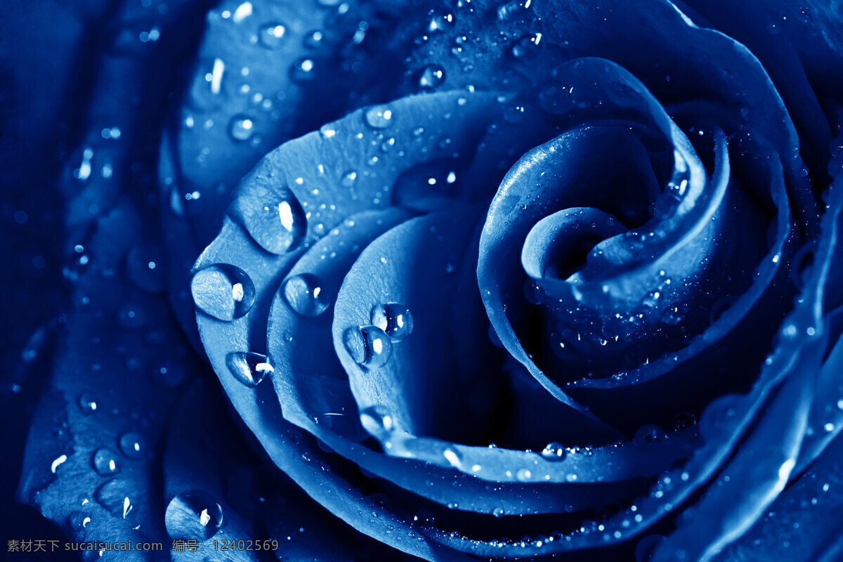 蓝色 玫瑰花 高清 花草 露水 玫瑰 玫瑰花摄影