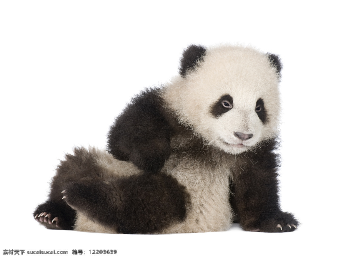 动物园 国宝 大熊猫 可爱 国宝大熊猫 动物 生物世界 野生动物