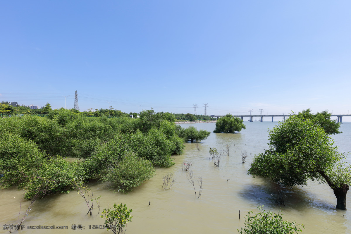 深圳 宝安 西湾 红树林 公园 西湾红树林 走道 绿道 保护区 休闲 听潮 广深沿江大桥 高速公路 旅游摄影 国内旅游