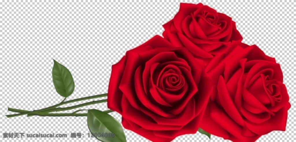 红玫瑰图片 玫瑰 红玫瑰 植物 绿植 花卉 鲜花 花朵 花 红花 月季 玫瑰花 花瓣 玫瑰花瓣 动植物 生物世界 花草 照片