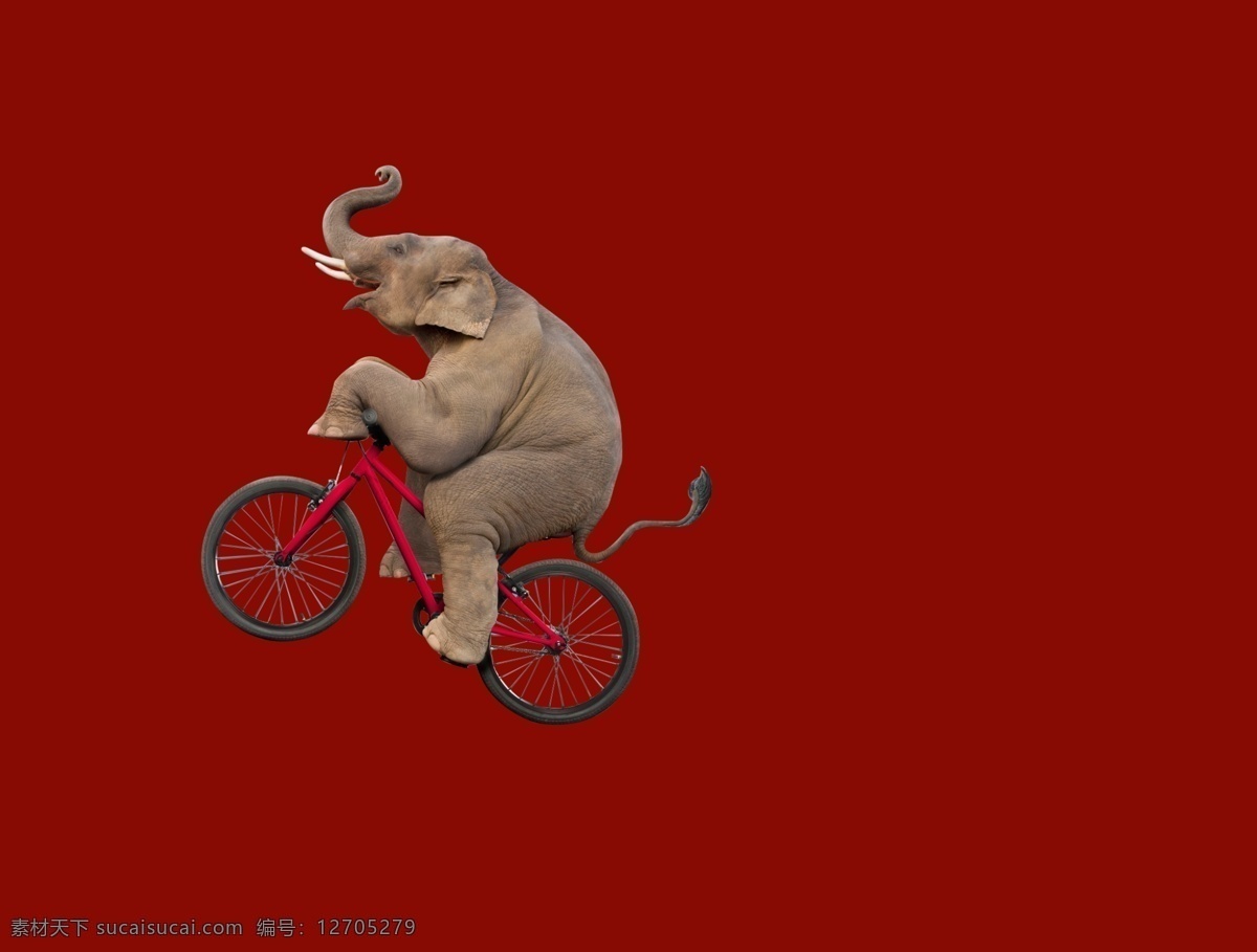 大象骑车 大象 骑车 马戏 ps 免扣 分层