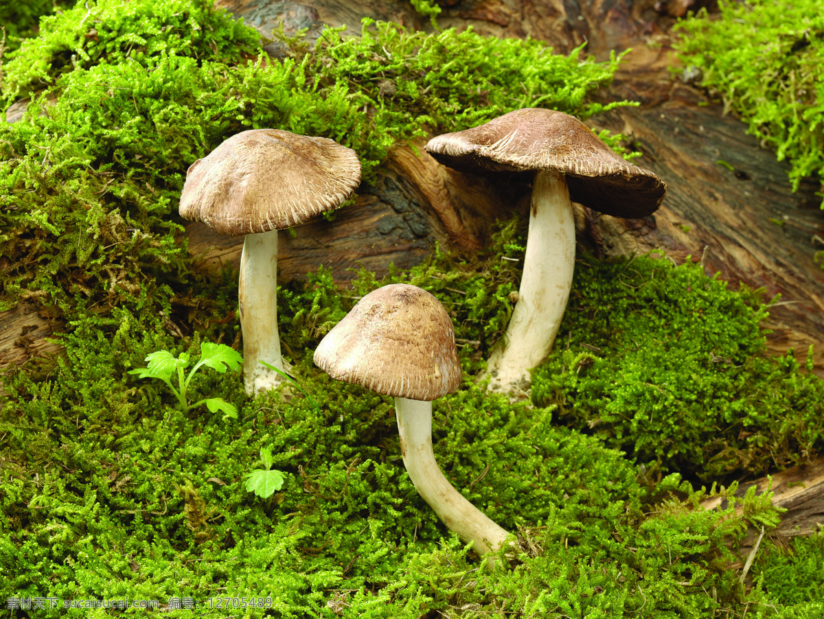 蘑菇 特写 草地 菌类 绿地 生物世界 蔬菜 樱桃 蘑菇特写 蔬菜主题 风景 生活 旅游餐饮