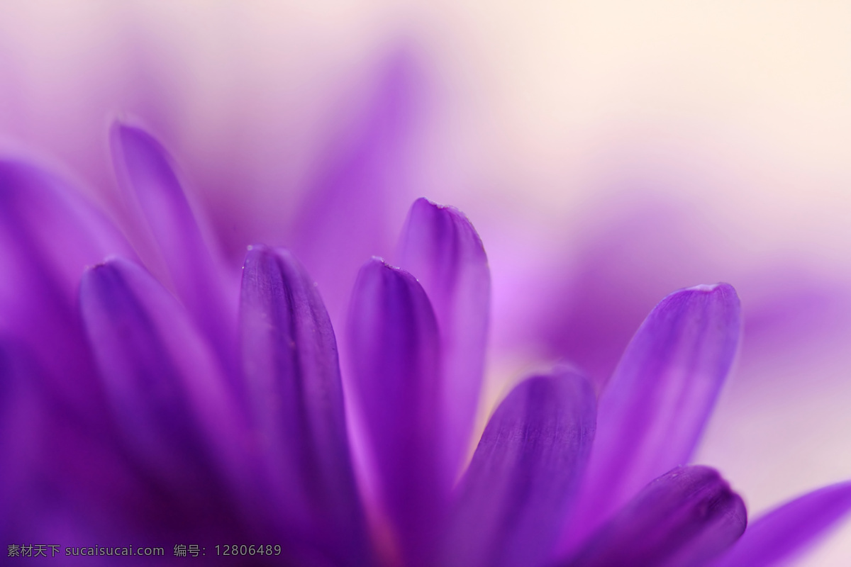 紫色花瓣背景 花瓣 自然风景 花卉 花朵 花卉背景 自然景观 紫色