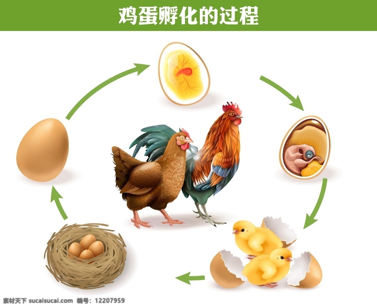 卡通母鸡孵蛋设计图__广告设计_广告设计_设计图库_昵图网nipic.com