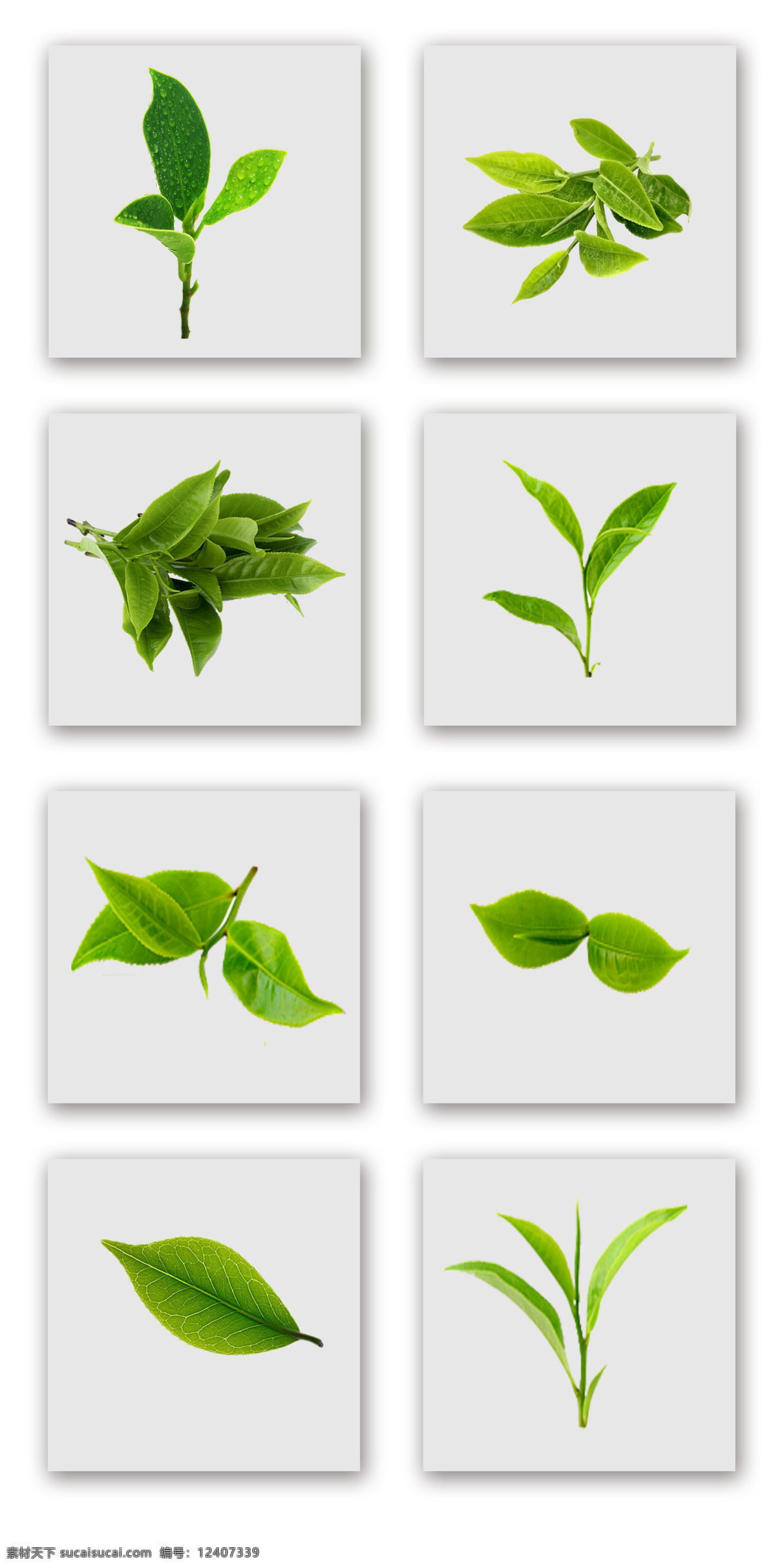 组 清新 绿茶 叶子 实物 拍摄 元素 广告 春茶 铁观音 普洱茶崂山茶