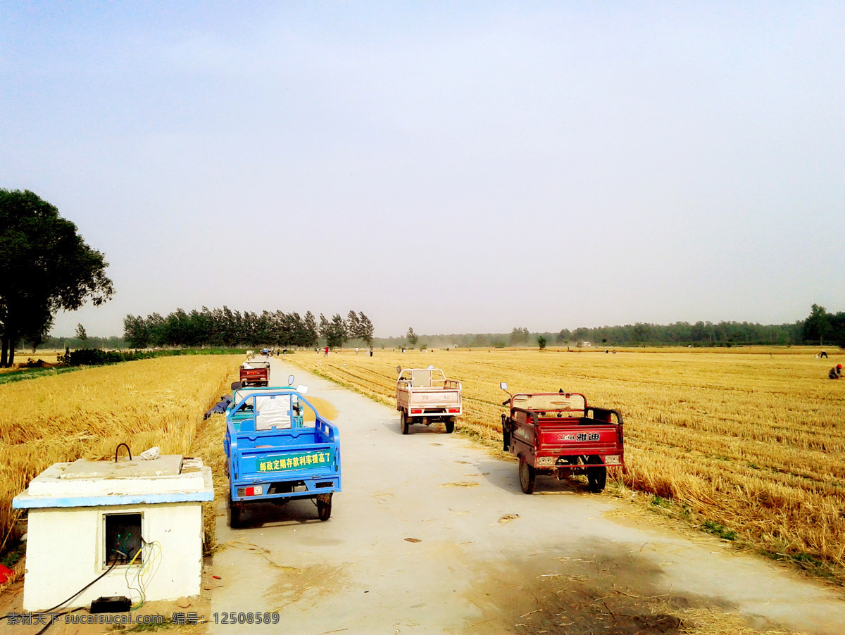 麦芒 植物 麦子 成熟的麦子 收麦场景 收割机 蓝天 树木 电动三轮车 马路 田园风光 自然景观
