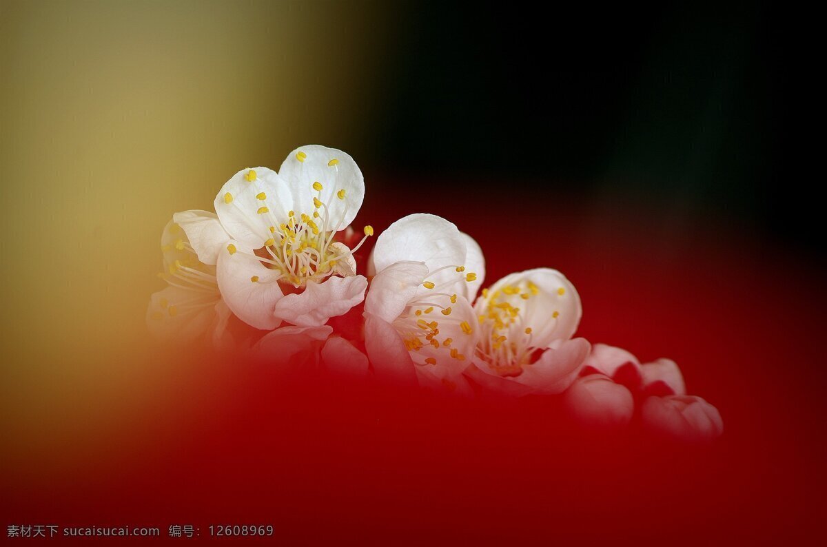 鲜艳 白色 梅花 花卉 花朵 花草 花