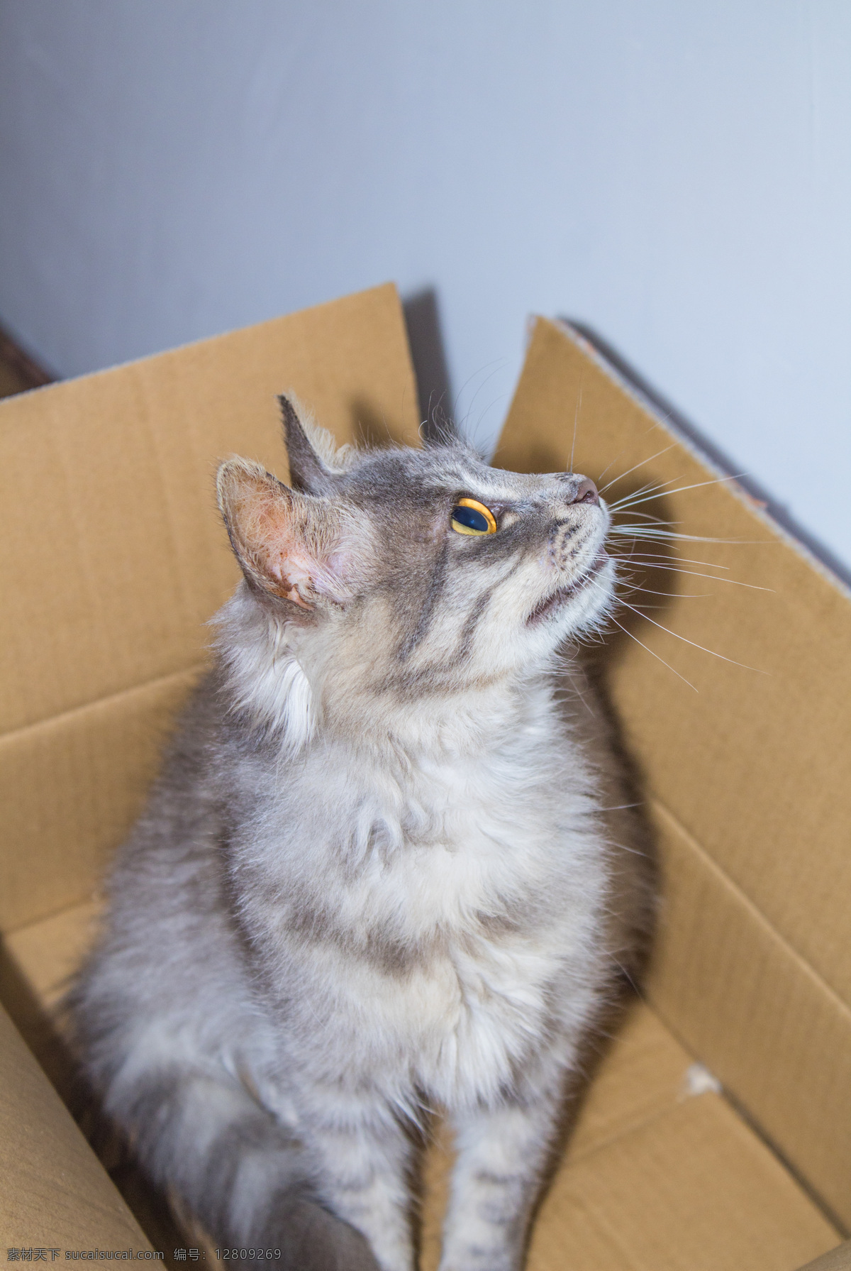蹲 纸箱 里 猫咪 猫 萌猫 幼猫 狸花猫 灰猫 宠物猫 动物 萌宠 商用