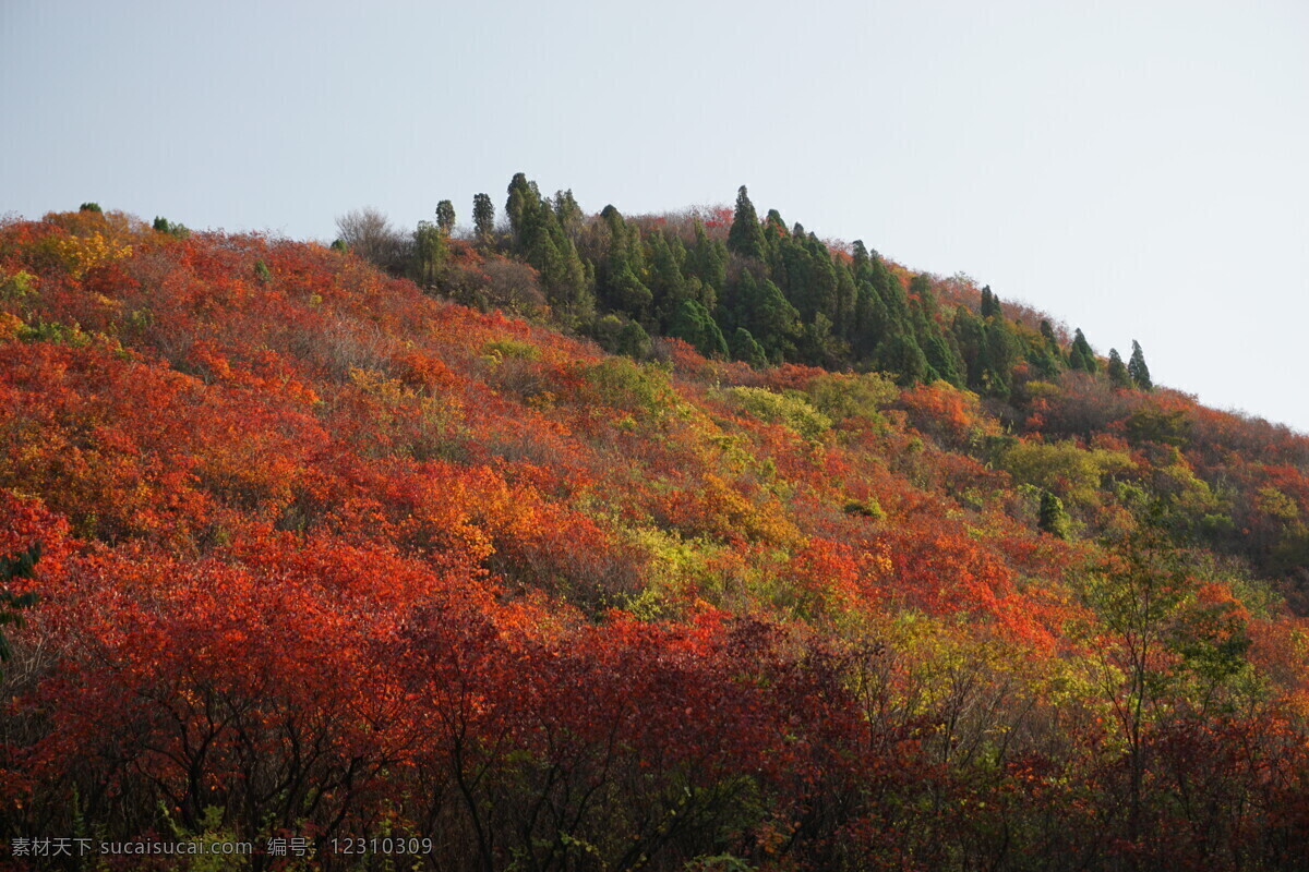红叶谷风光 济南 南部山区 红叶谷 秋天 色彩层次 自然景观 自然风景