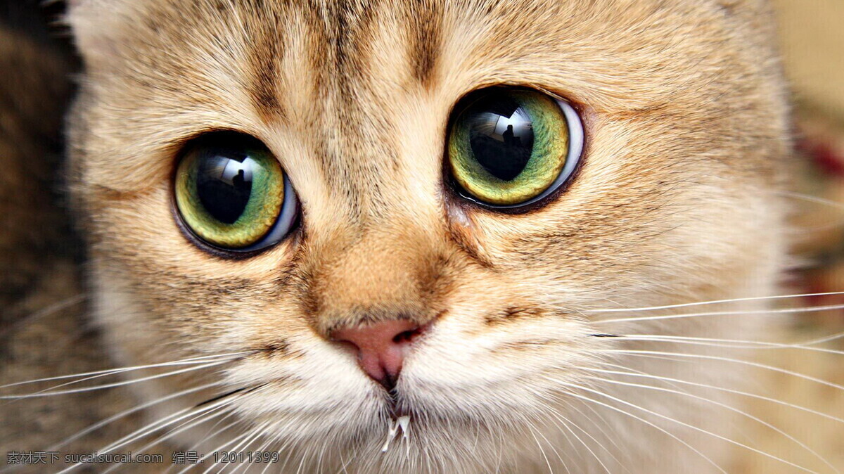 猫咪 可爱 宠物 室内 黛西 卖萌 小温馨 花色 眼神 宠爱 猫眼 毛发 花纹 家禽家畜 生物世界