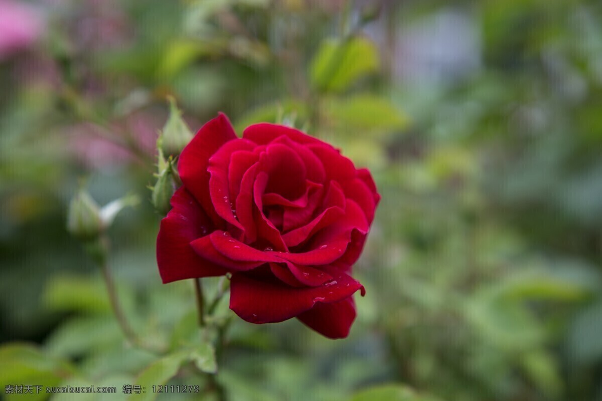支 红玫瑰 高清 红色花朵 玫瑰 一支玫瑰 鲜花