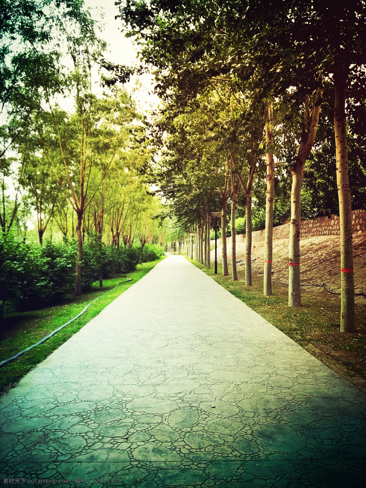 夏天的树 树 路 安静 意境 夏天 公园 绿地 自然景观 自然风景